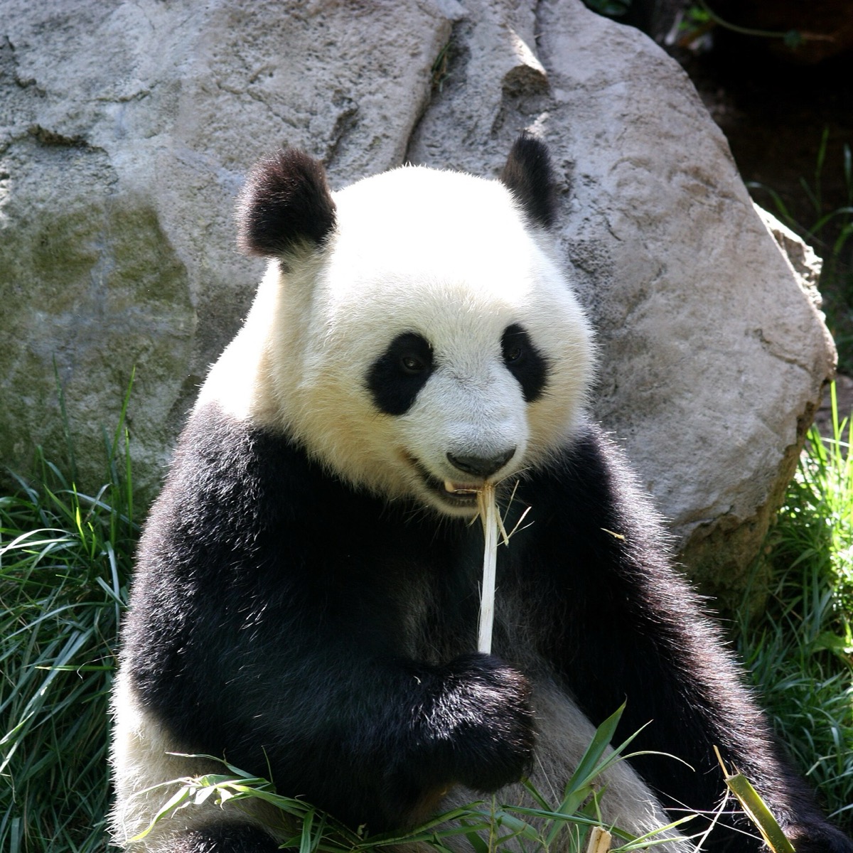 A giant panda sitting against a rock, eating a stem of bamboo